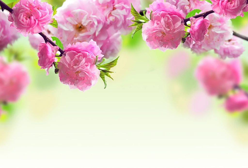 Magnolia Flowers HD Wallpapers 2015
