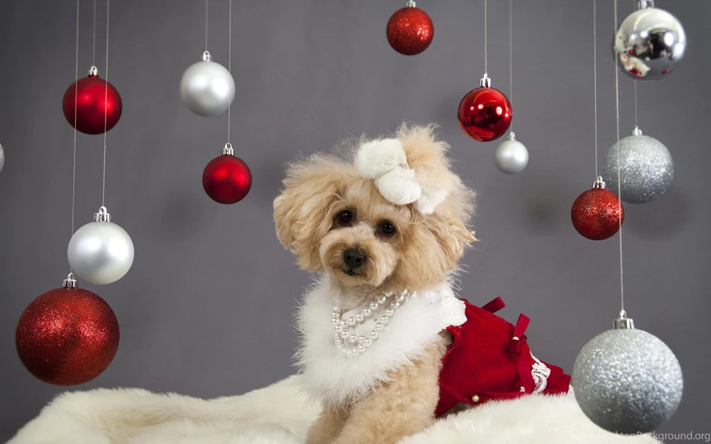 Christmas New Year Holiday Dog G Wallpapers