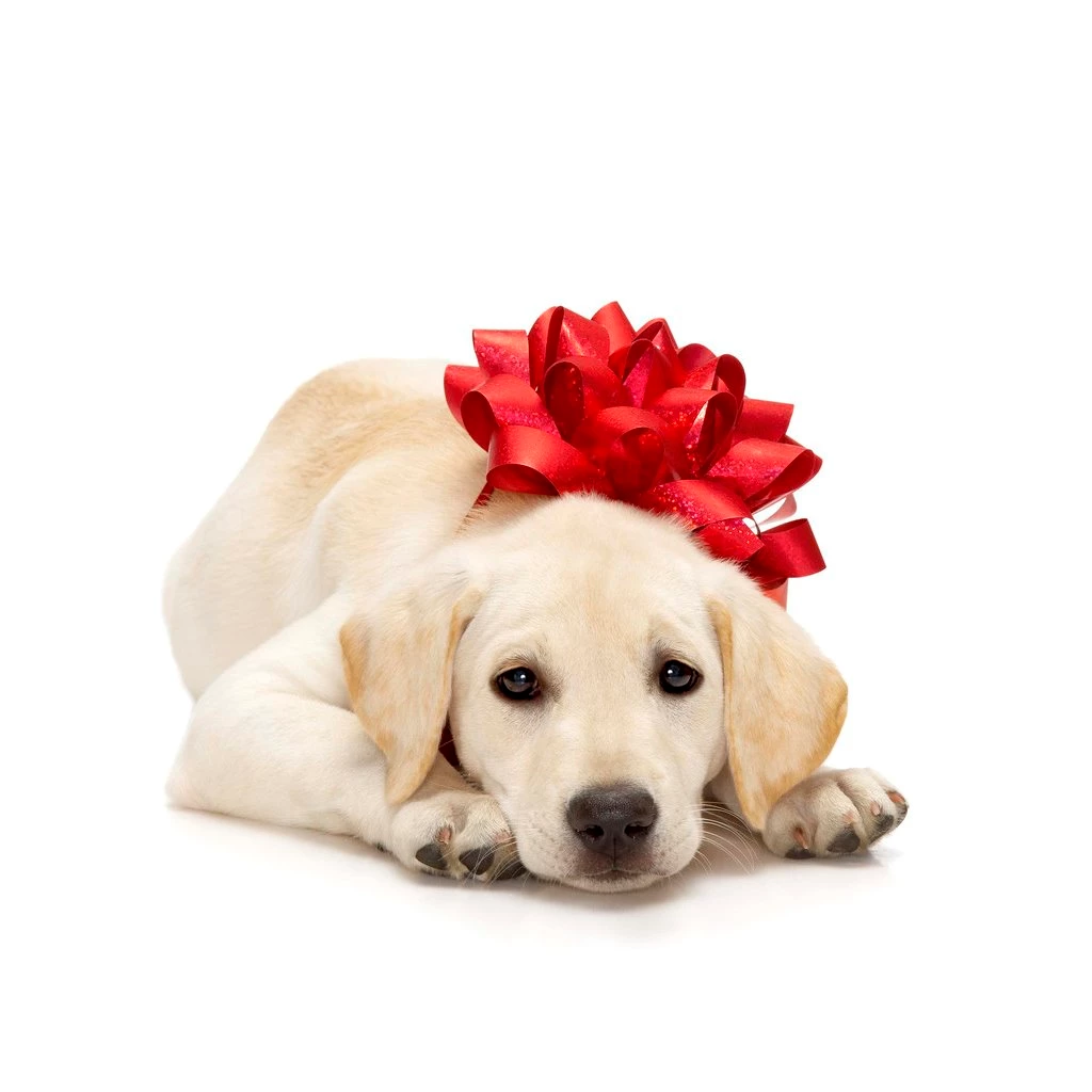 Mashababko: Wallpapers Dog Christmas