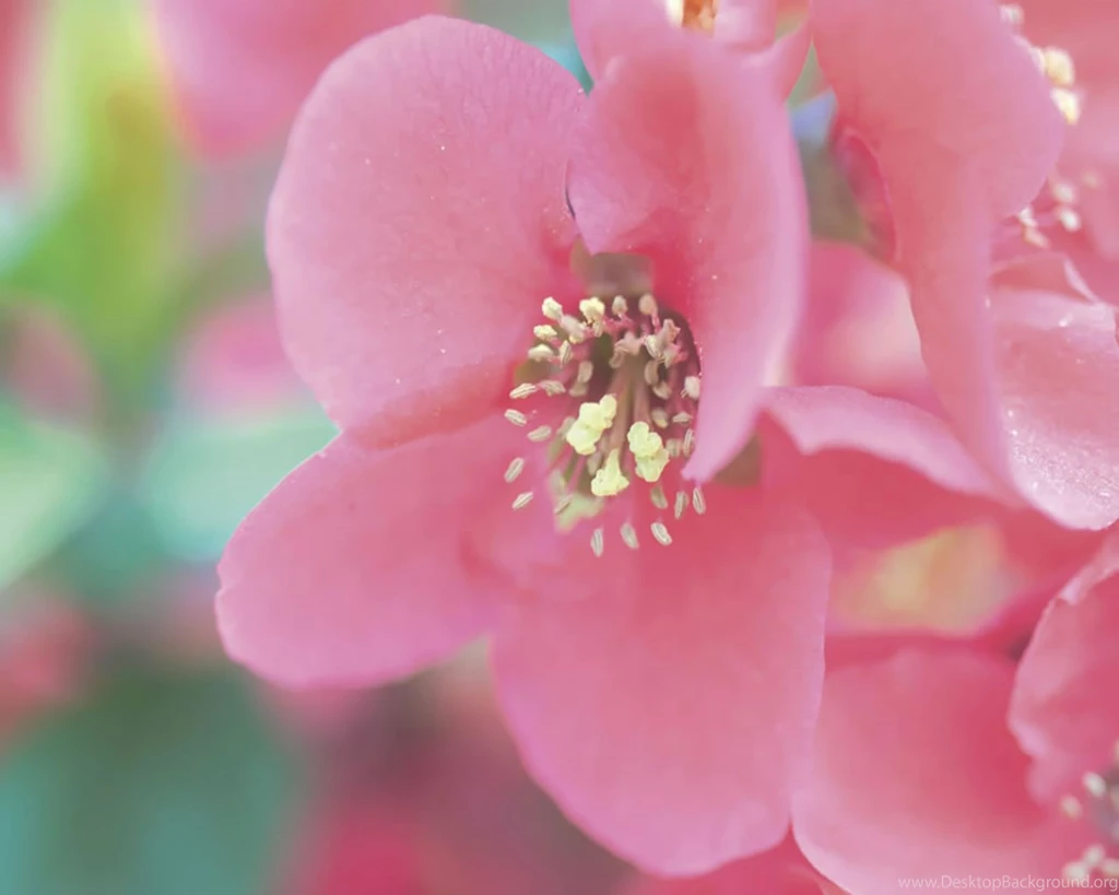 Beautiful+Flowers+Wallpapers+%281%29.jpg
