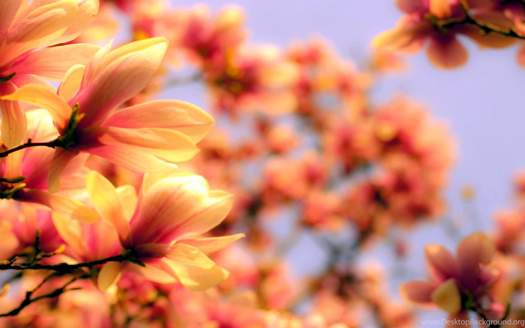 Magnolia Flower Wallpapers