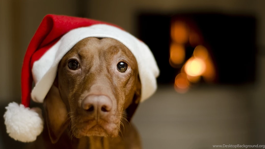 Download Wallpapers 1920x1080 Dog, Look, Cover Full HD 1080p HD ...