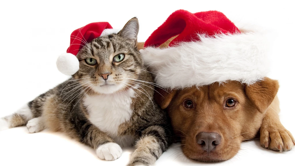 Download Wallpapers 3840x2160 Cat, Dog, Christmas Hat 4K Ultra HD ...
