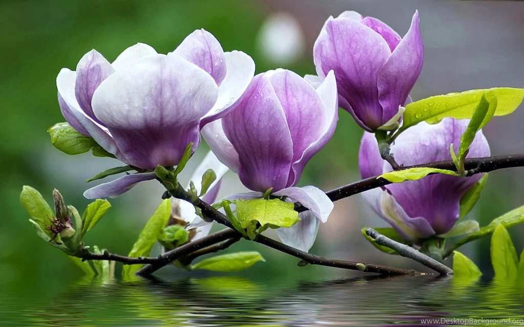 Magnolia Flower Wallpapers HD Widescreen Resolution