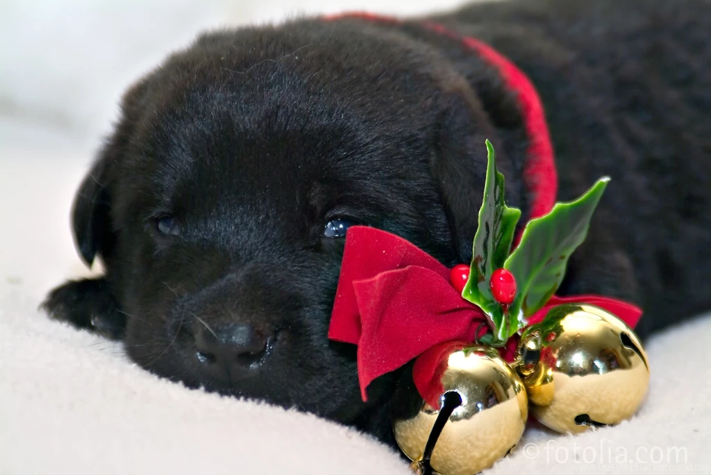 Christmas Puppy Adorable Decorations Black Dog Pet Dogs Full HD ...