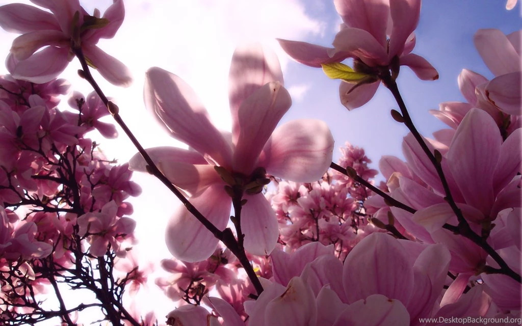 Magnolia Love of Nature.jpg