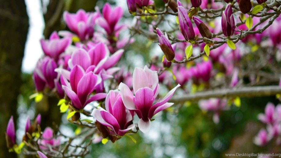 Magnolia Flower Wallpaper Images Of Flowers Images Flower Pictures ...