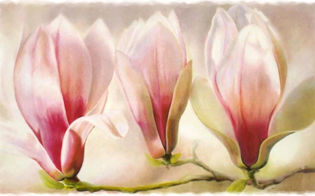 MAGNOLIAS WALLPAPER (