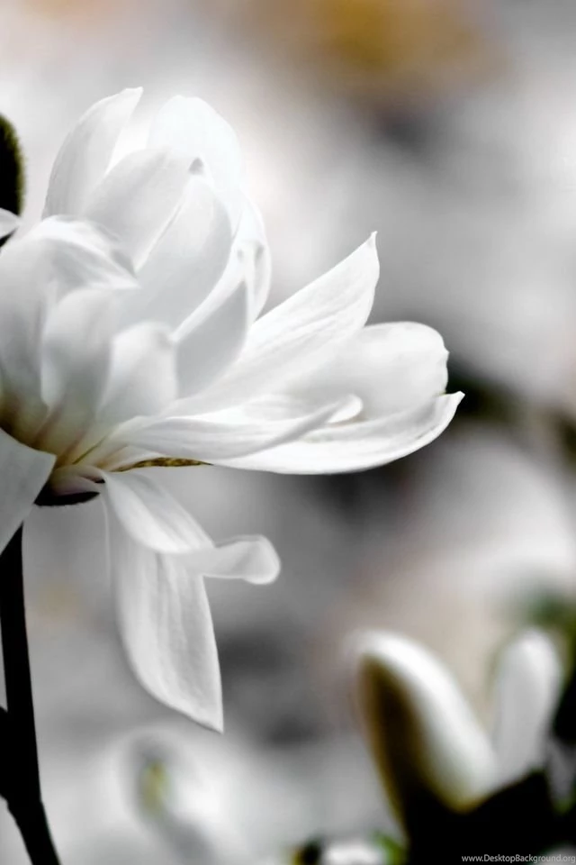 White Magnolia iPhone Wallpapers