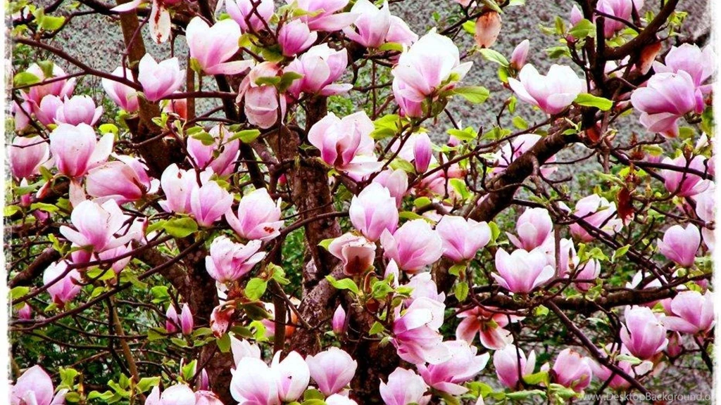 Magnolia Flowers For Songofjoy 497087 Wallpapers (