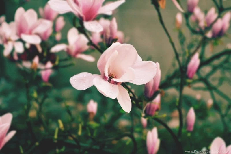 Magnolia Flowers HD Wallpapers 2015