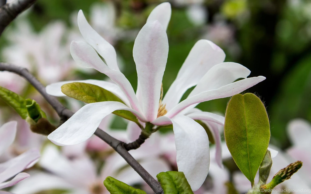 White Magnolia, Flower, Flowers, 2880x1800 HD Wallpapers And FREE ...