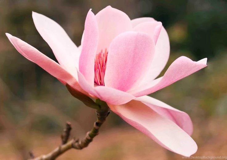 Pictures\Pink Magnolia Flower Head.jpg (3508×2480)