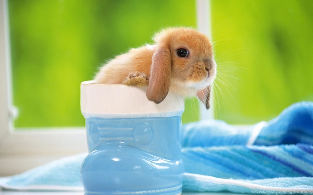Fluffy Wallpapers