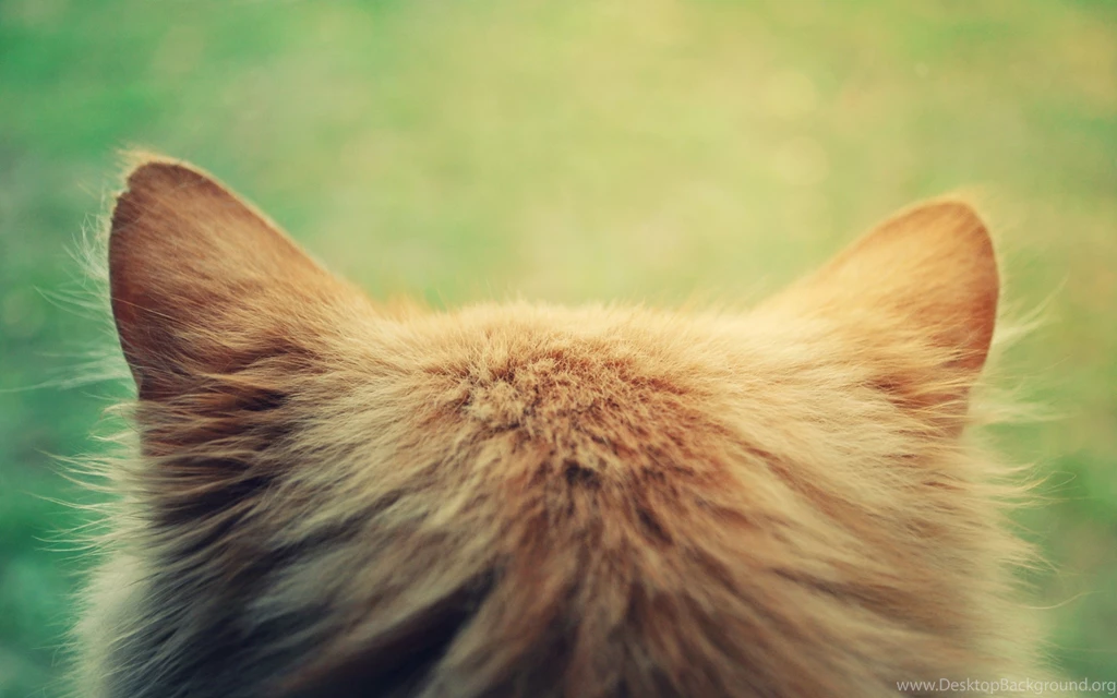 2880x1800 Fluffy Cat Head Wallpapers