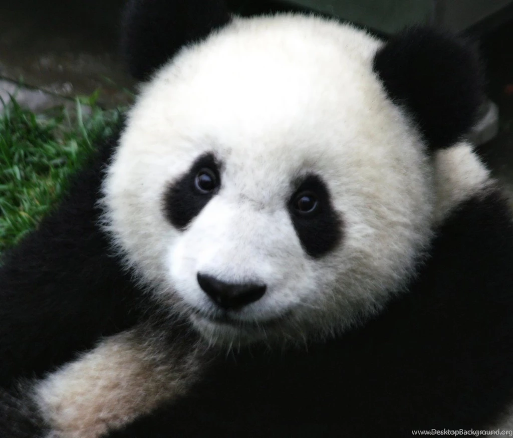 Download Fluffy Panda Wallpapers For Samsung Galaxy Tab