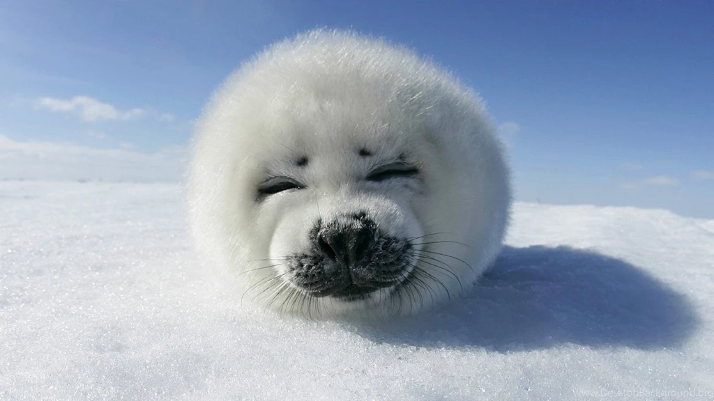 Hd Wallpapers Cute