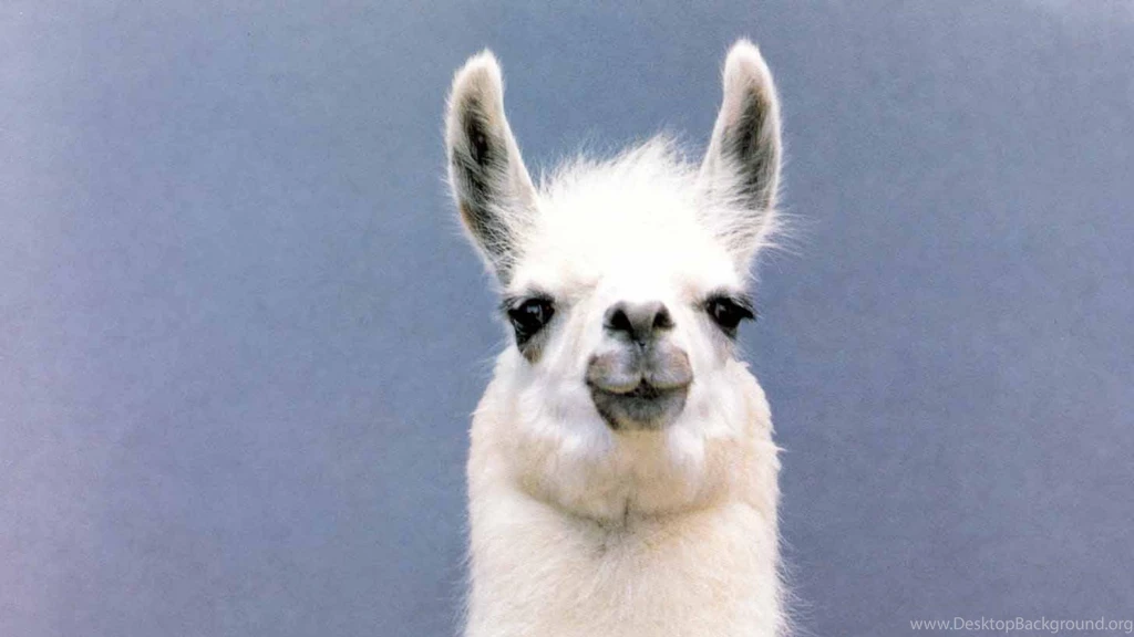 Llama Fluffy Beasties Any Chance You Guys Could Take Break ...