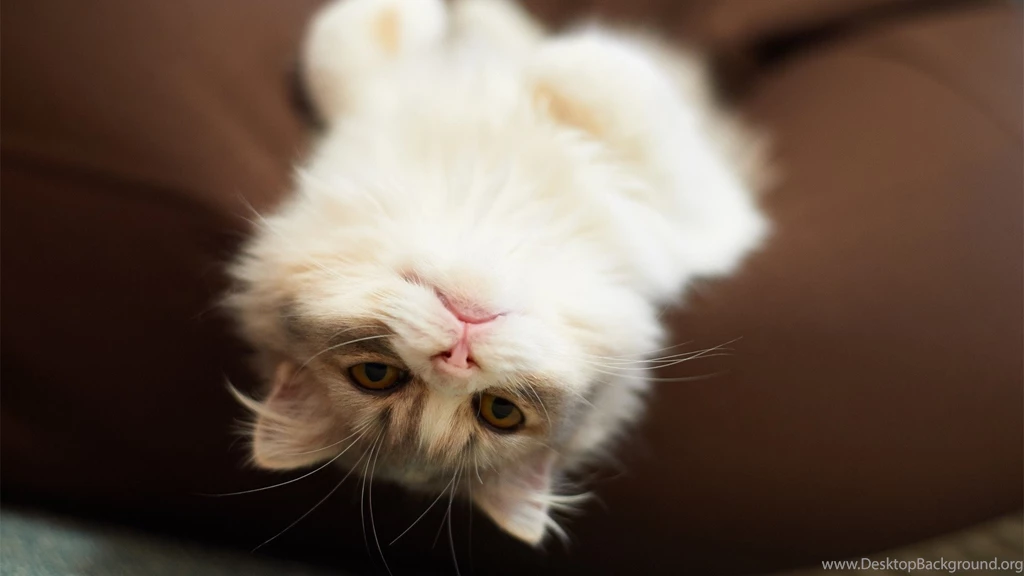 Fluffy Cat HD Wallpapers