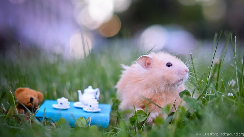 Download Wallpapers 1920x1080 Hamster, Toys, Grass, Fluffy Full HD ...