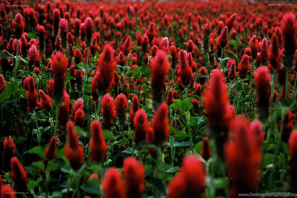 Free Desktop Backgrounds, Wallpaper, Free Desktop Backgrounds Hd ...