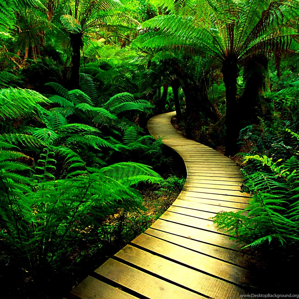 Nature iPad 3,4 & Air Wallpapers