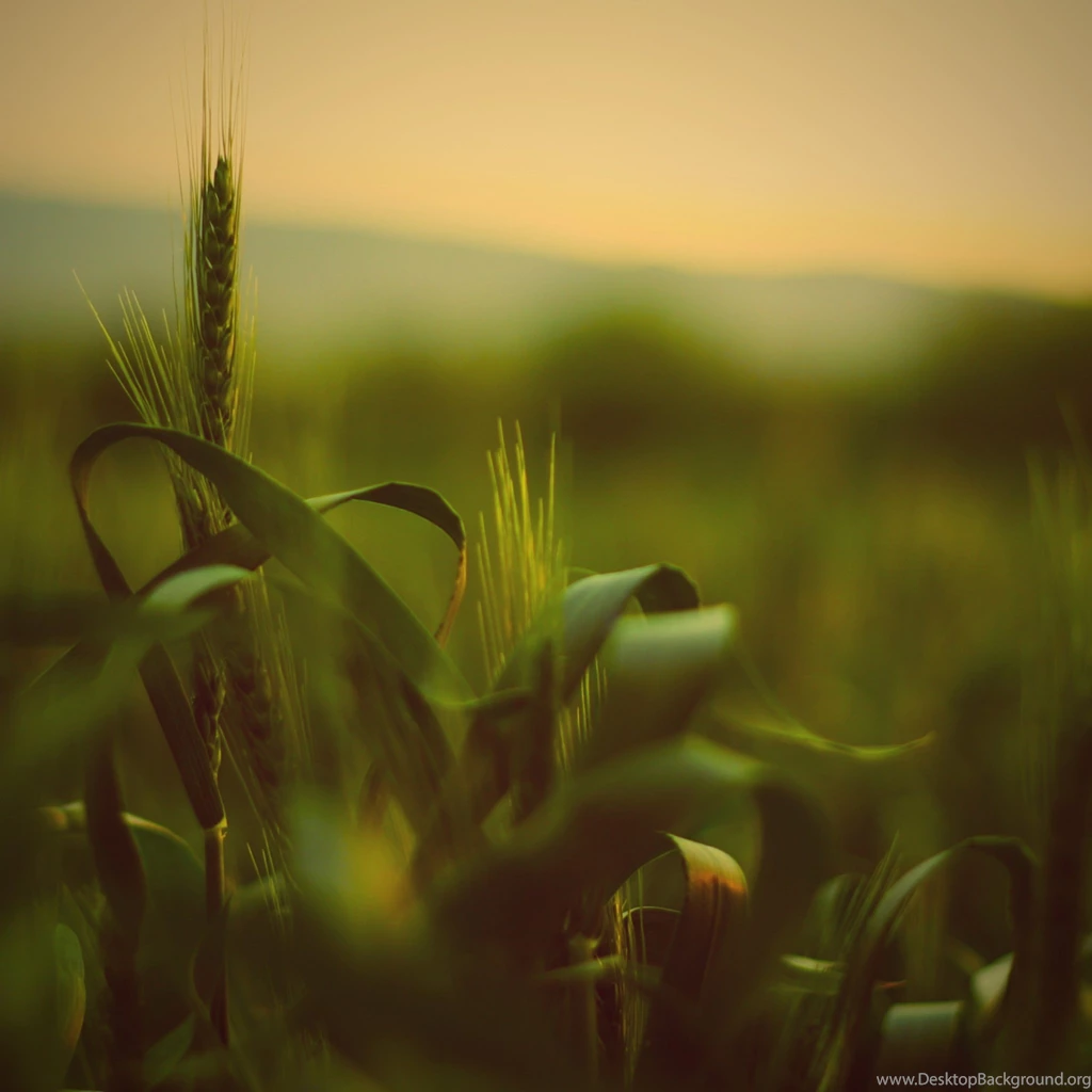Nature iPad 3,4 & Air Wallpapers
