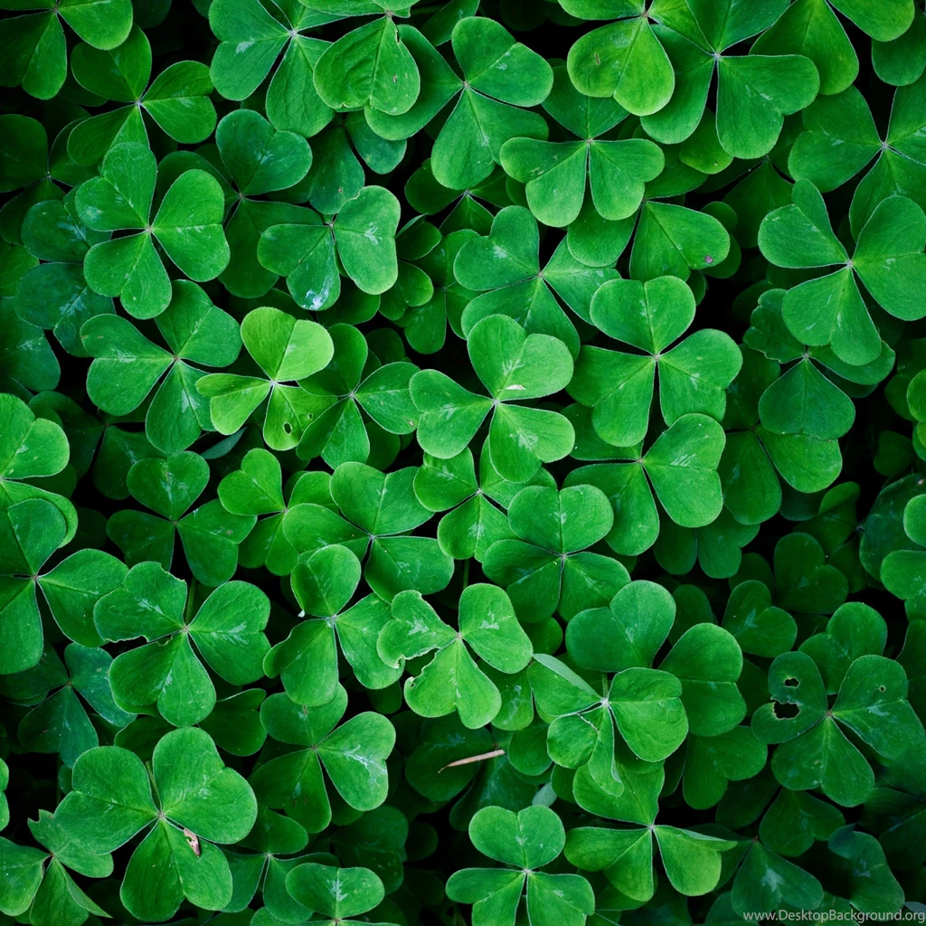 Nature iPad 3,4 & Air Wallpapers
