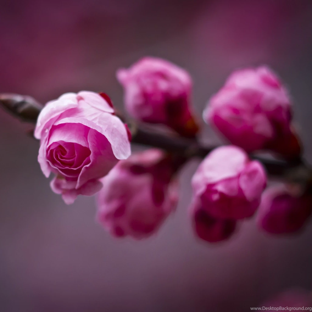 iPad Retina Wallpapers HD Retina Ready, Stunning Wallpapers