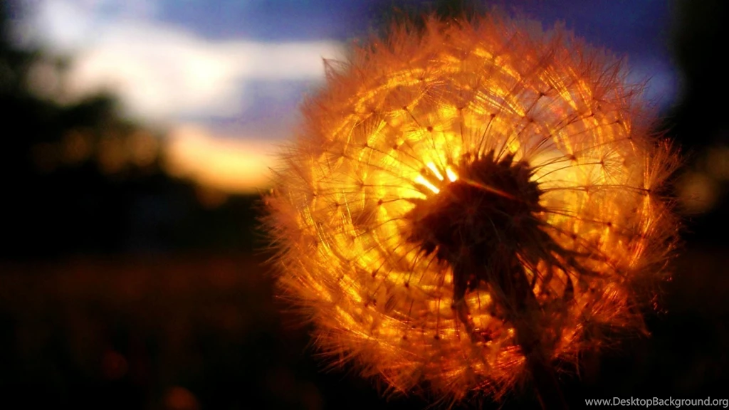 Sunset Backgrounds Free Download