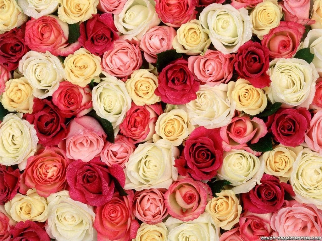 Roses Wallpapers 14 Best Wallpapers Collection