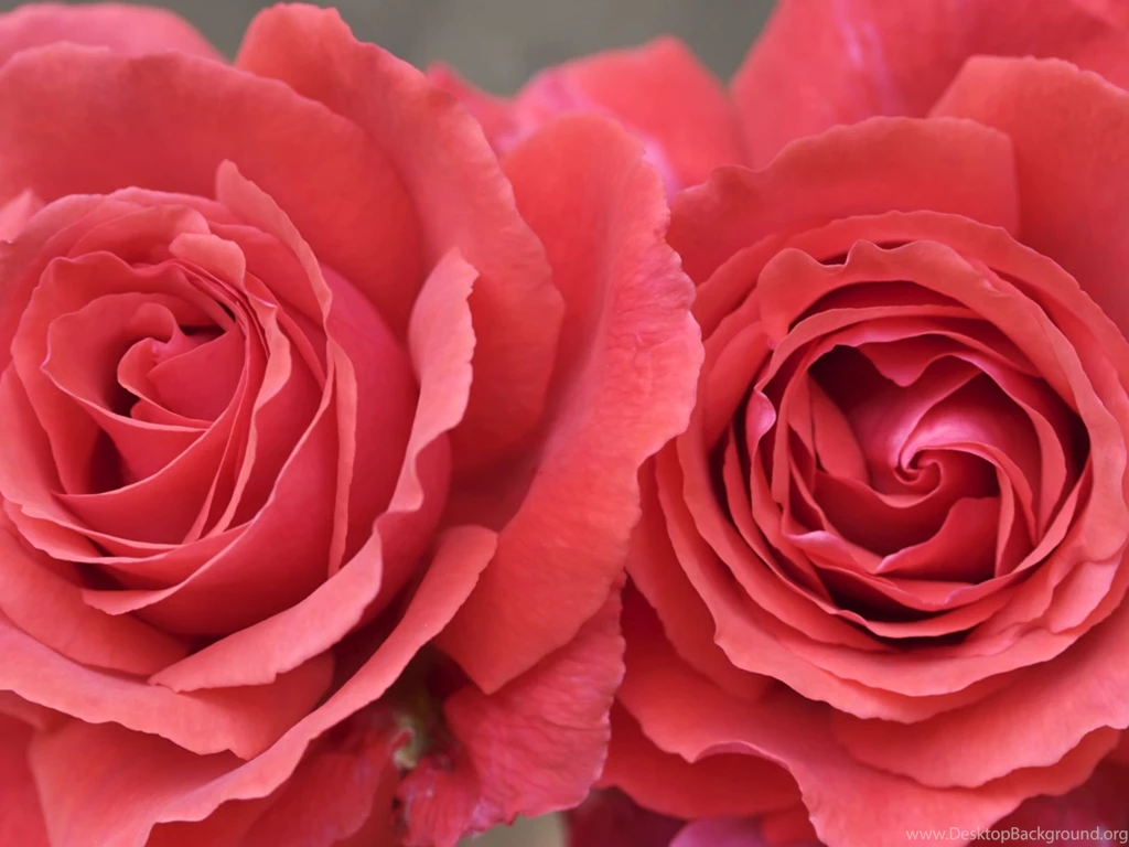 Hd Rose Wallpapers For Desktop Wallpapers HD Fine