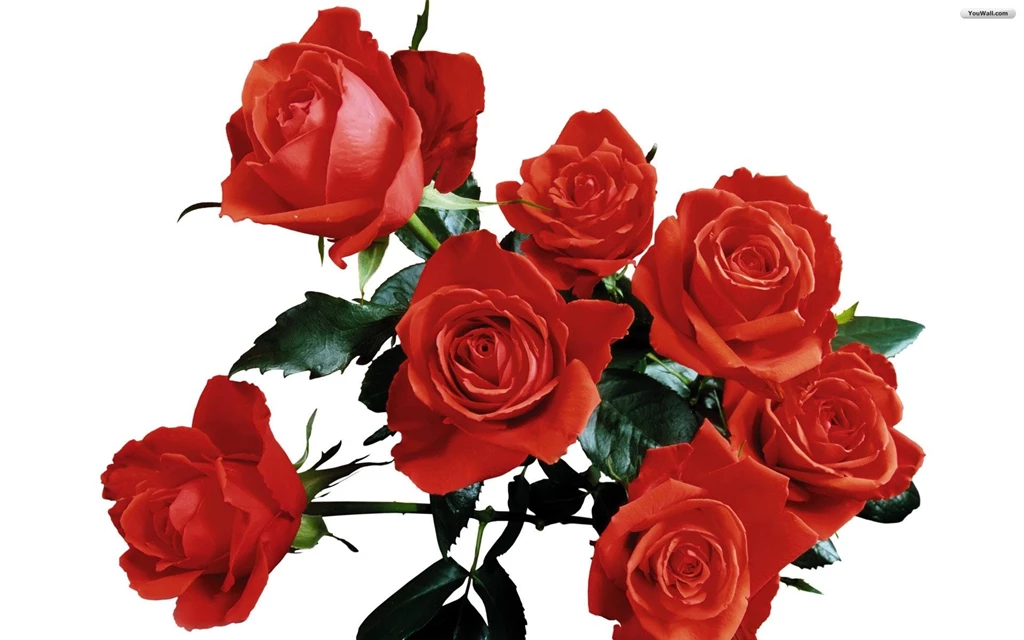 YouWall Red Roses Wallpapers Wallpaper,wallpapers,free ...