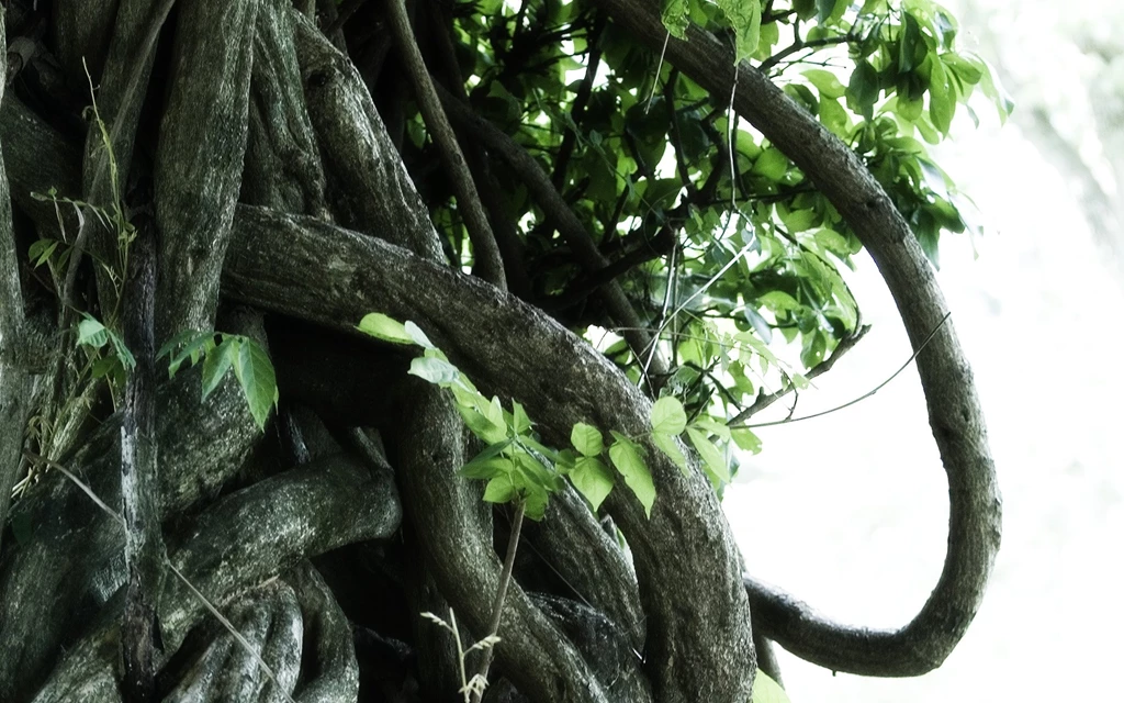 Free Screensavers And Wallpapers   7Screensavers.com