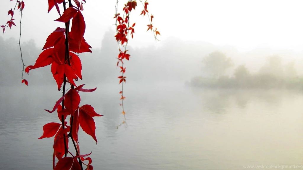 Red Vines Above The Foggy Lake, 1920x1080 HD Wallpapers And FREE ...