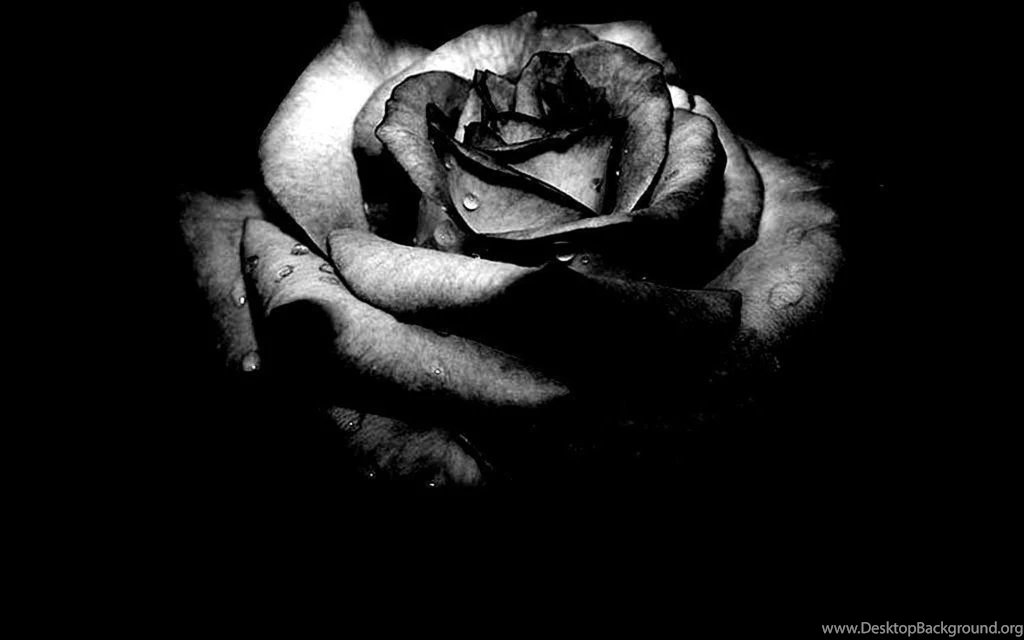 Black Rose Wallpapers