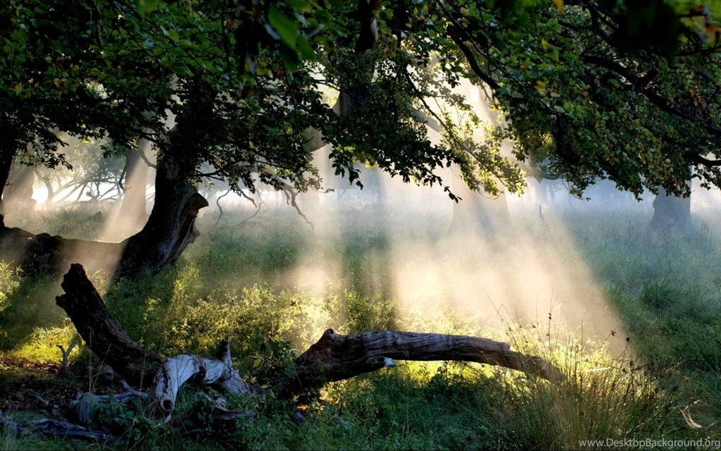 Mystical Forest Sunlight Windows 8 Wallpapers