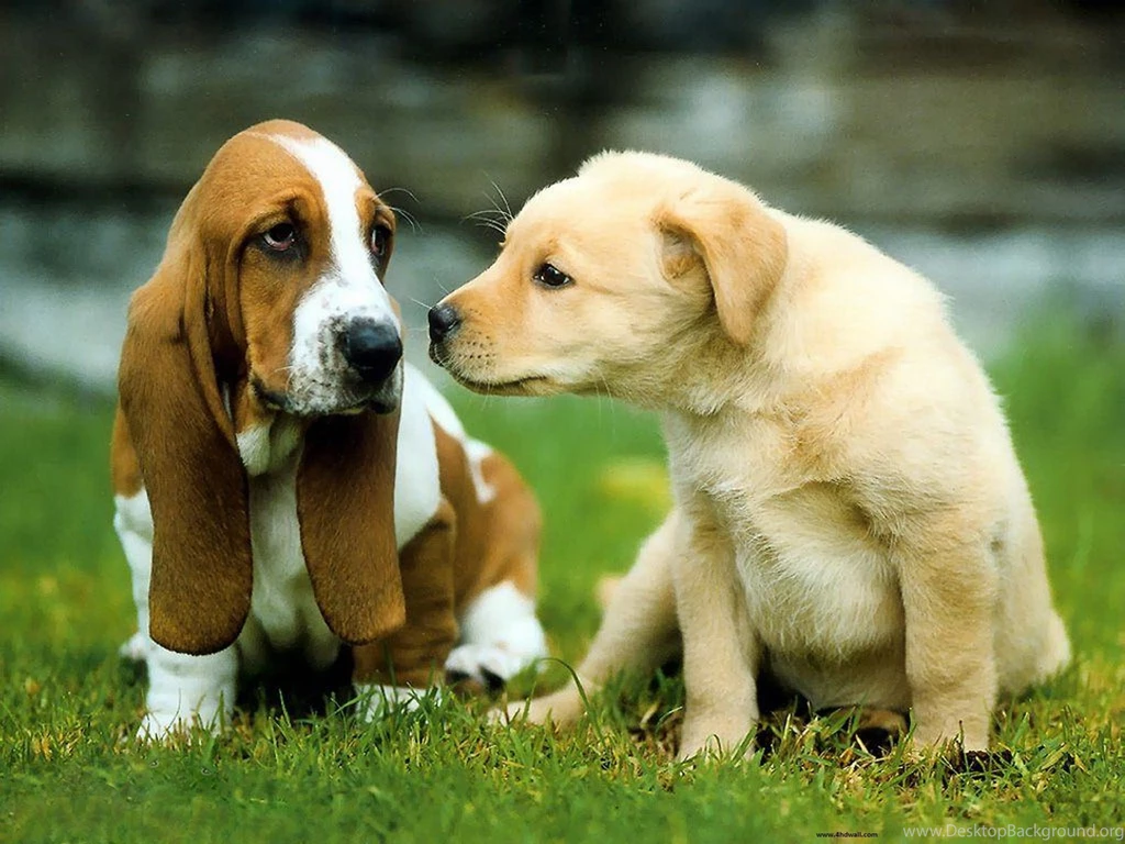 Dogs Wallpapers For Computer