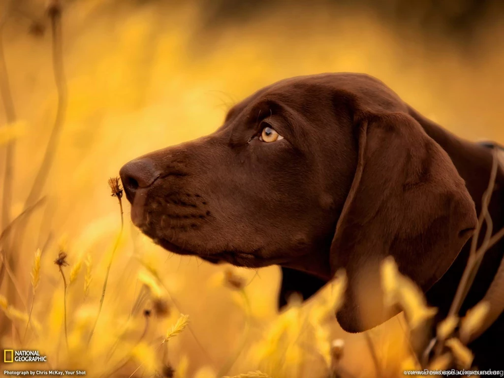 Dogs Wallpapers [8]   (