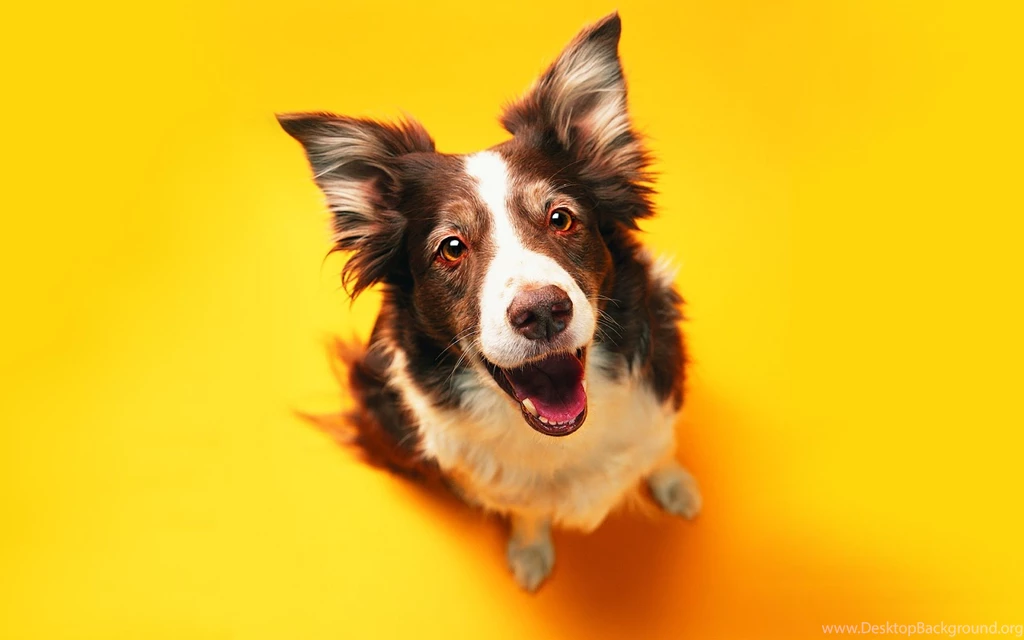 High Resolution Wallpaper: Funny Cats & Dogs Wallpapers. Cat And ...