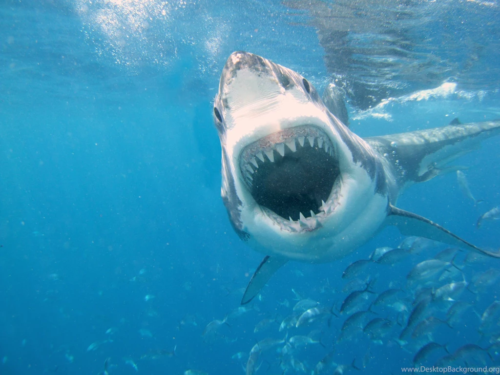 Shark Attack Wallpapers HD Resolution Uncalke.com