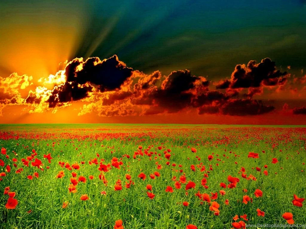 Poppy Wallpapers