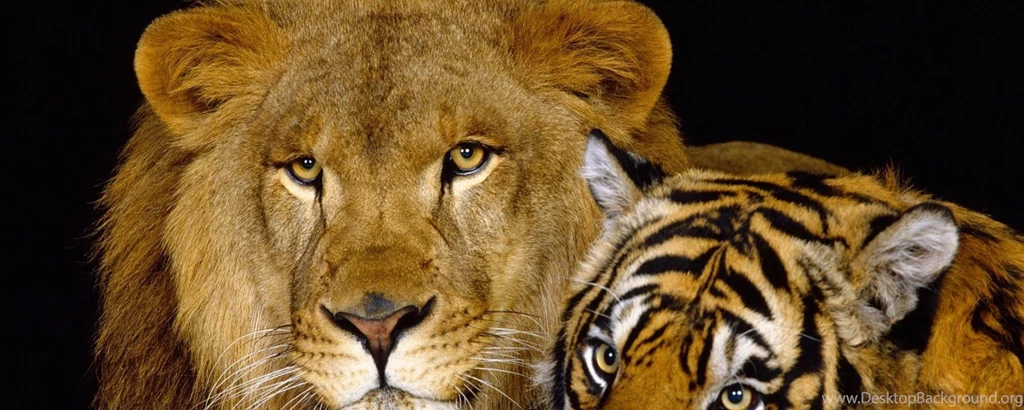 Download Wallpapers 2560x1024 Tiger, Lion, Couple, Down, Big Cat ...