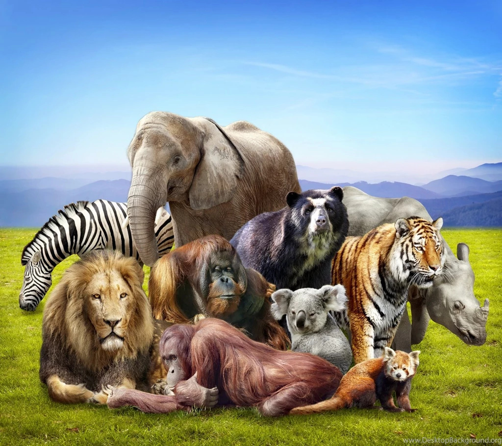 Other Animal Mix Lion Zebra Elephant Koala Rino Tiger Wallpapers ...