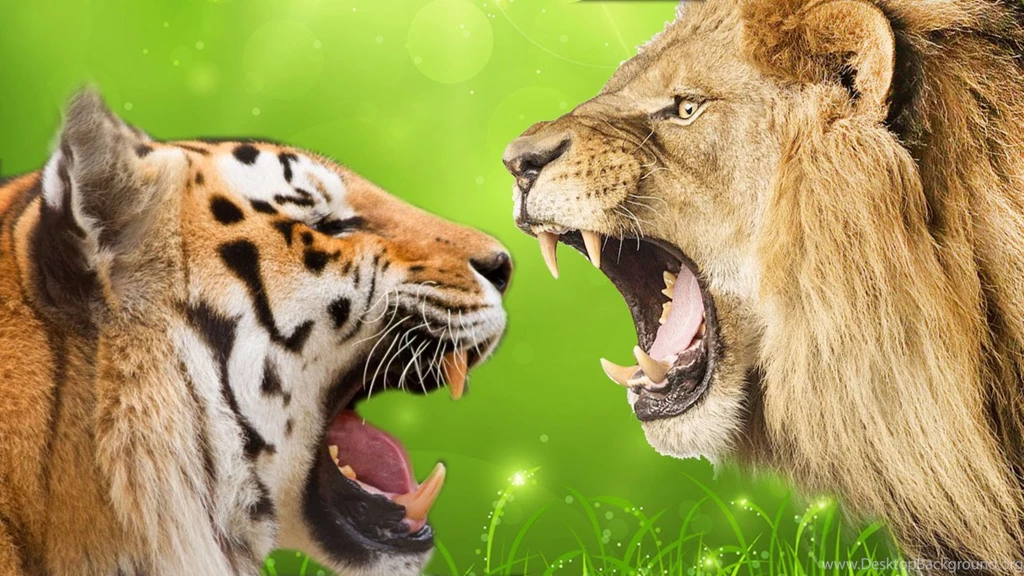 Tiger Vs Lion 4K Wallpapers