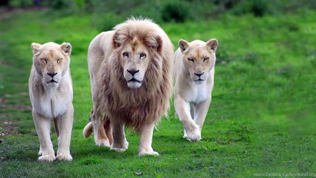 Lion Pictures, Images & Wallpapers For Desktop
