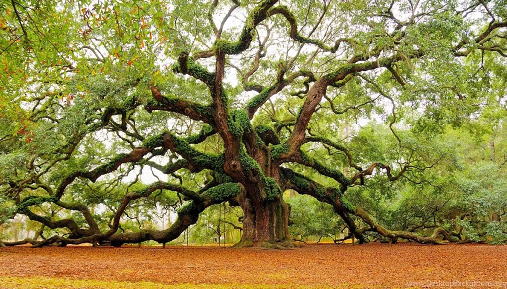 Tree Wallpapers Collection (29+)
