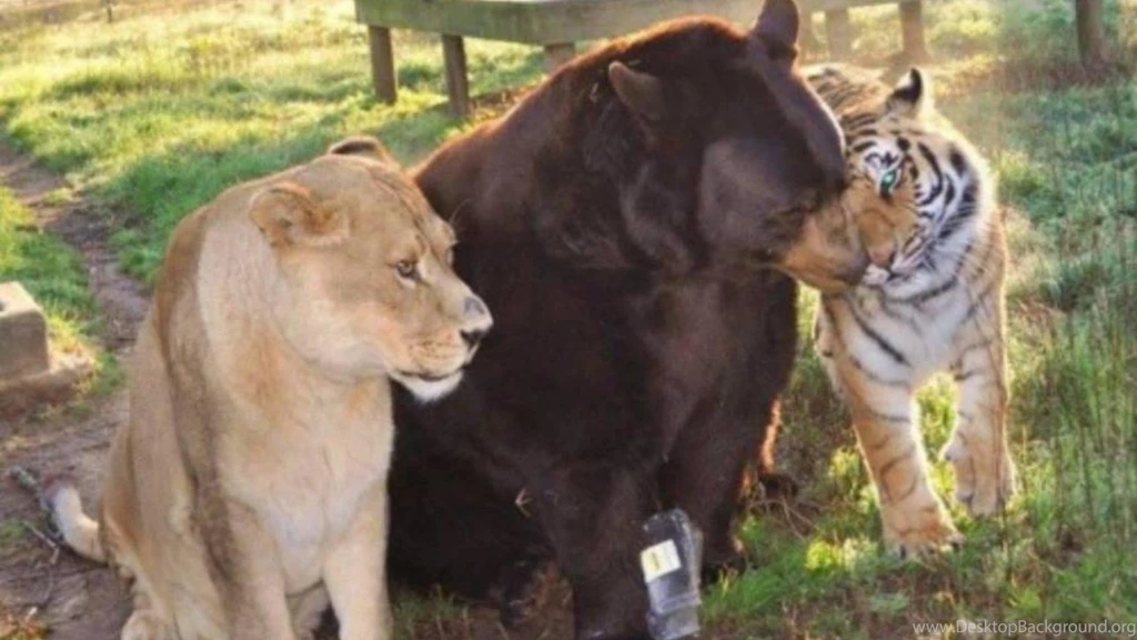 LION TIGER BEAR OH MY WALLPAPER   (