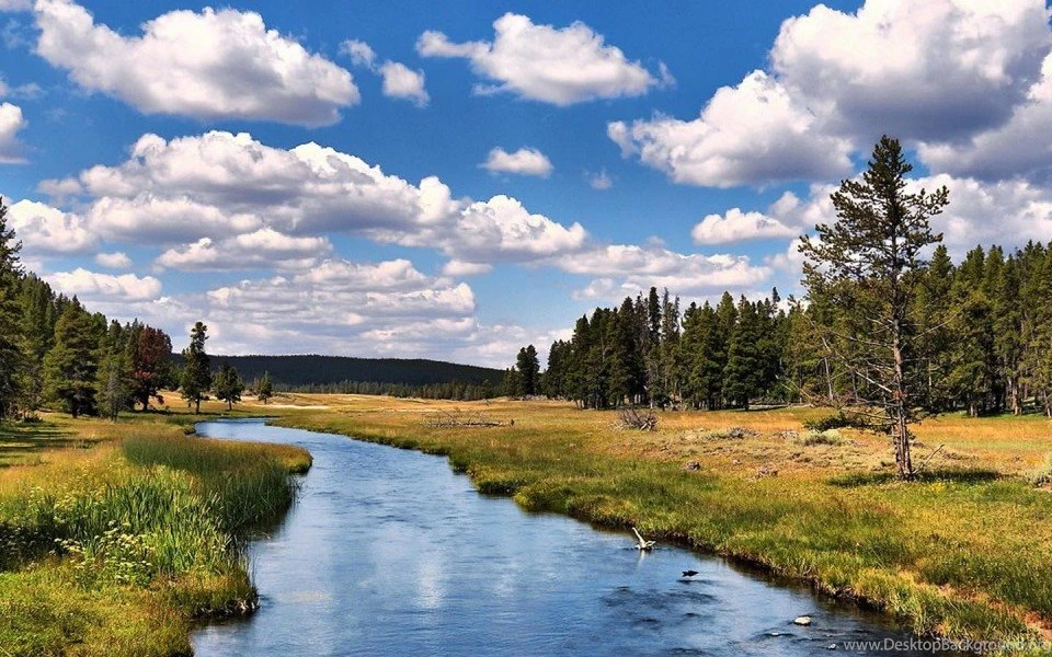 Attractive Beautiful Tree Wallpapers