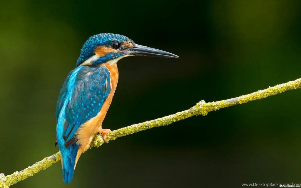 Birds Wallpapers HD Widescreen